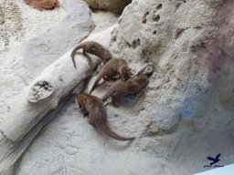 Tiergarten Schönbrunn am 24.02.2026